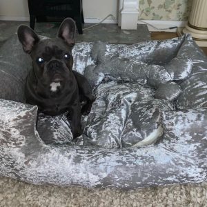 Champagne crushed velvet dog hot sale bed